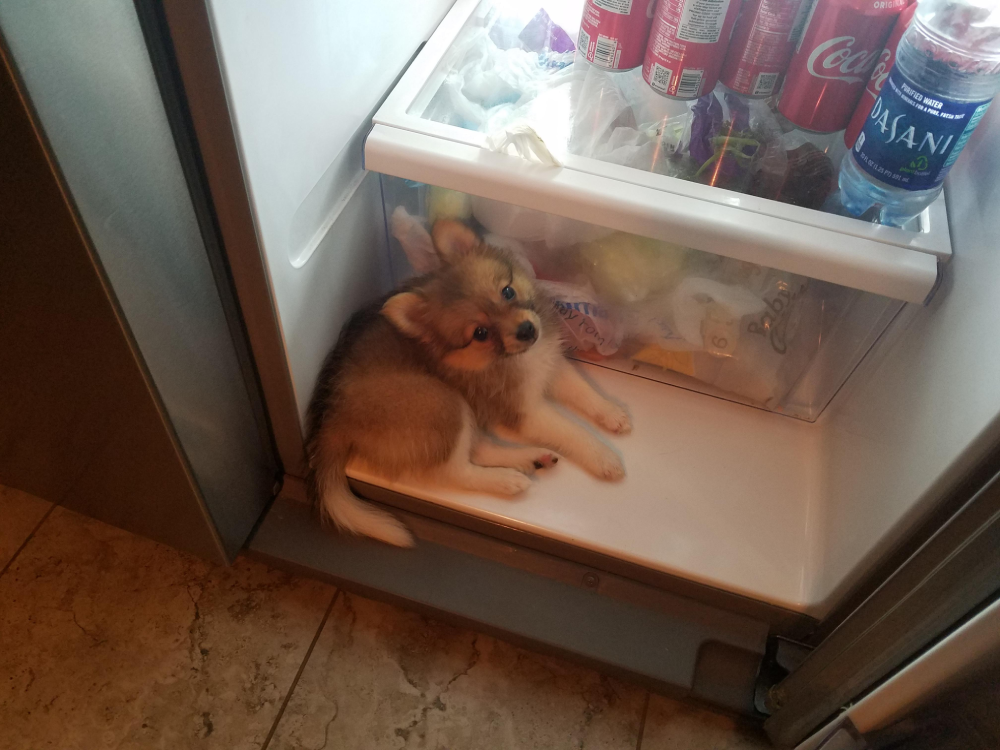 A small, light brown puppy sitting on a refrigerator shelf next to a bottle of water and soda cans.
