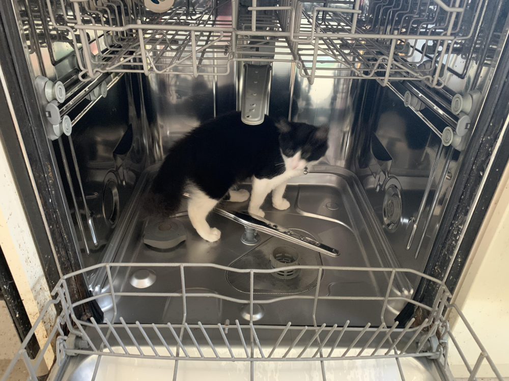A black and white cat standing inside an empty dishwasher.