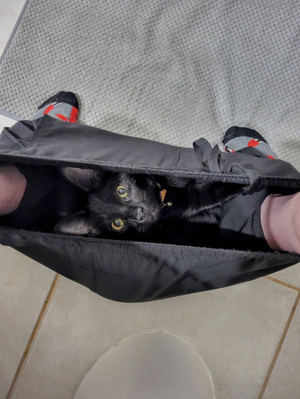 A black cat sits inside a person’s lowered trousers.