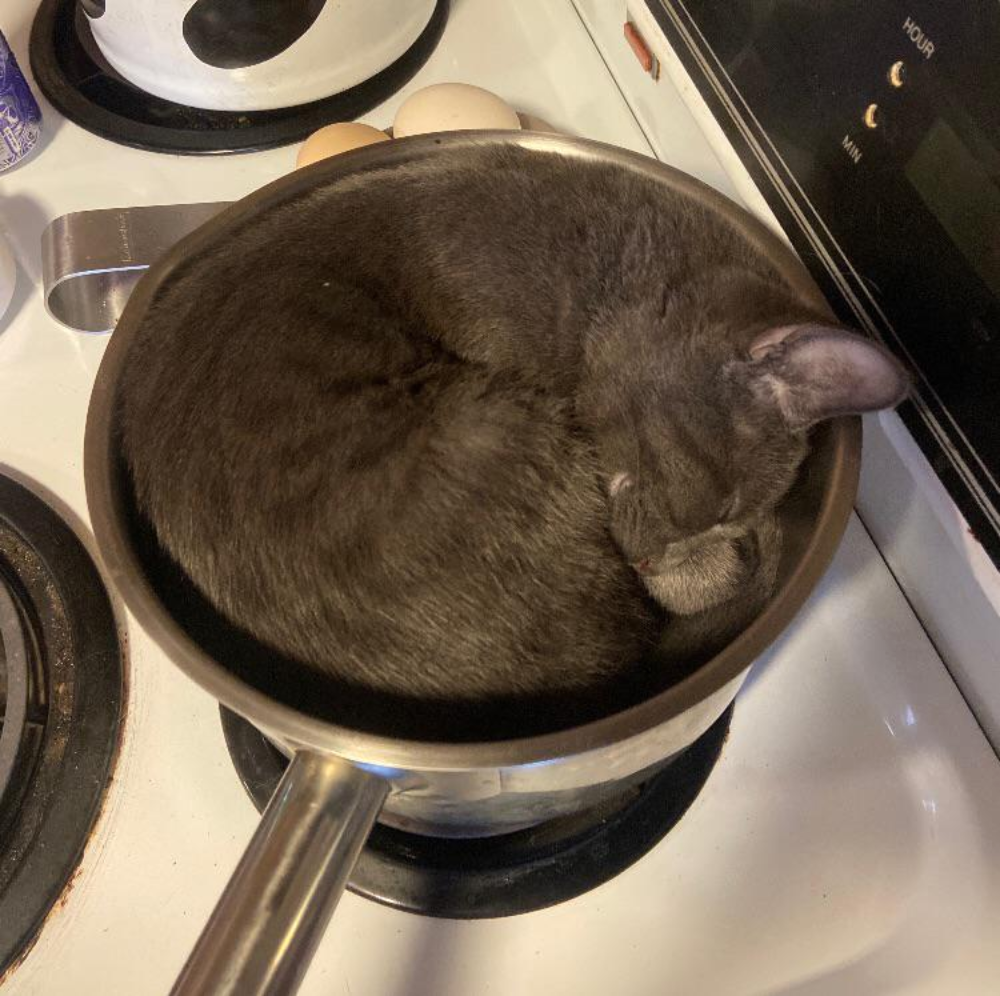 A grey cat curled up asleep inside a metal cooking pot sitting on a stovetop.