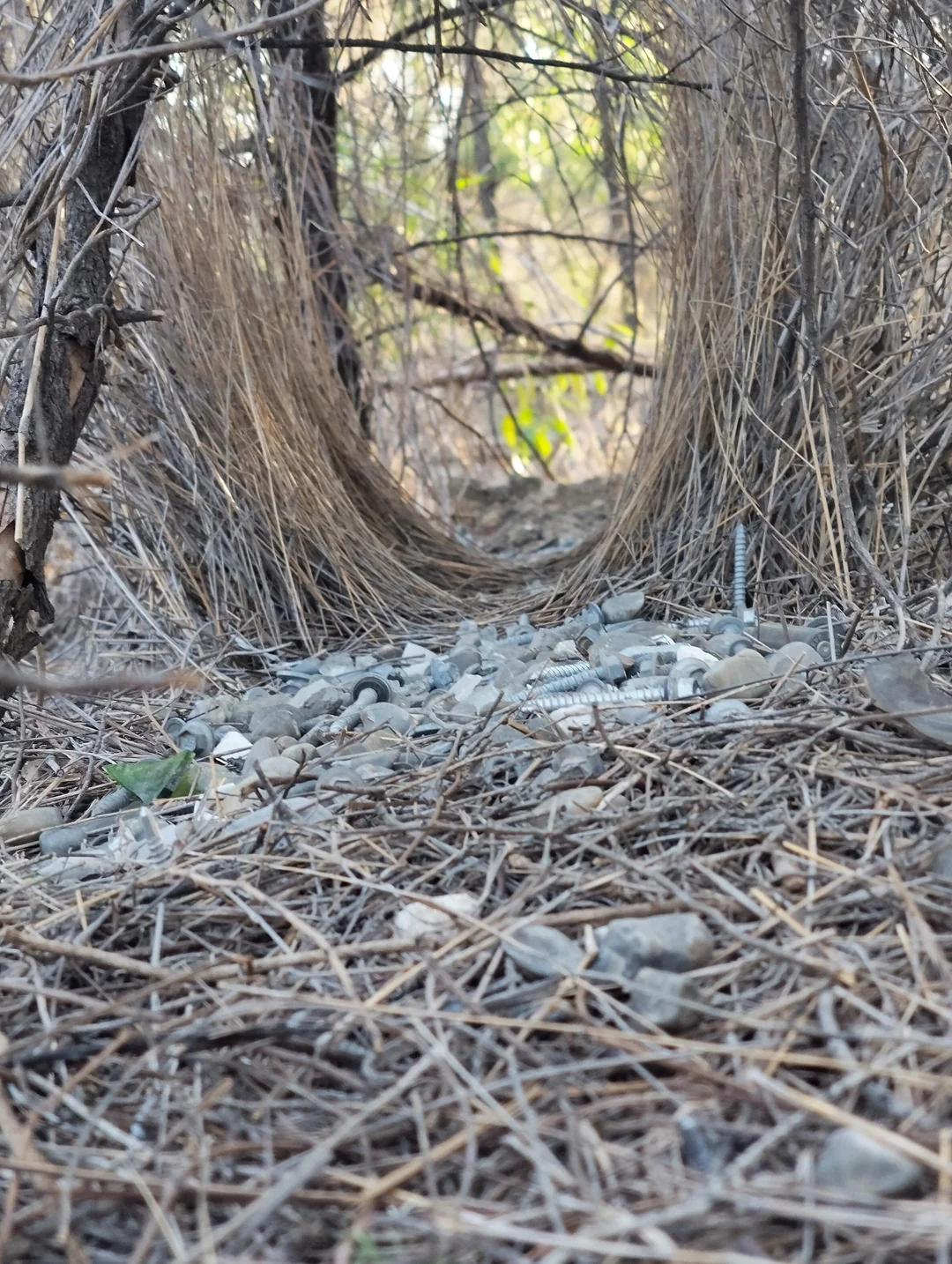 A bird’s bower constructed of arched twigs with a collection of metal screws and stones arranged on the ground.