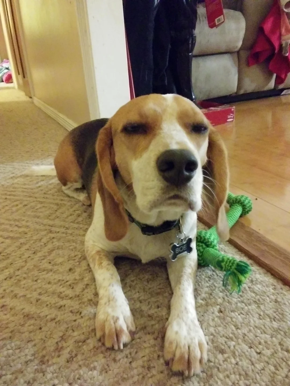 A beagle lying on a carpeted floor with its eyes half-closed and a green rope toy nearby.