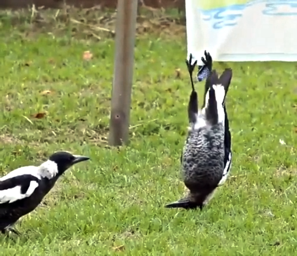 Two magpies on a lawn, one standing normally and the other hanging upside down from a fabric sheet.