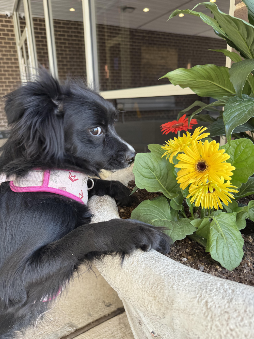 A small black dog in a pink harness leans over a large planter to sniff yellow and red flowers.