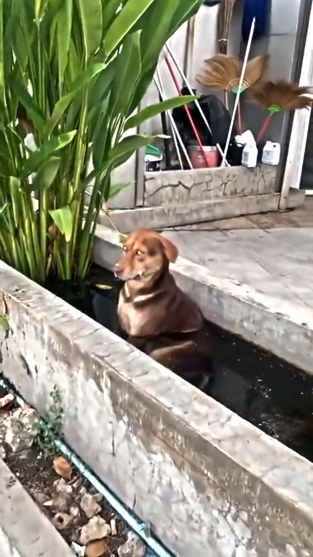 A brown dog sitting in a concrete garden water trough next to a tall green plant.