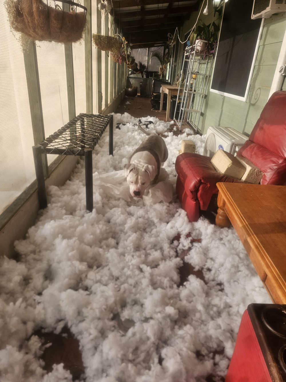 A dog standing on a porch covered in stuffing pulled from a shredded cushion.