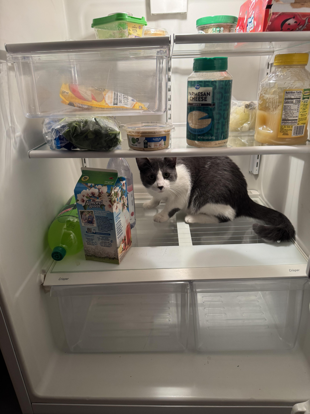 A gray and white cat sitting on a middle shelf inside a refrigerator surrounded by groceries.