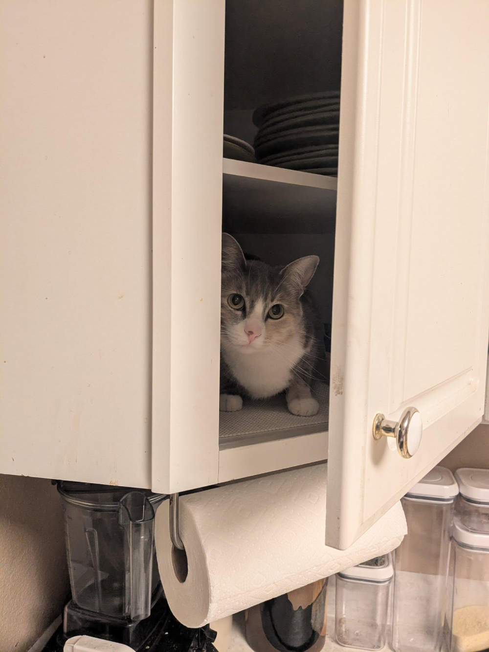 A gray and white cat sitting on a shelf inside an open kitchen cabinet.