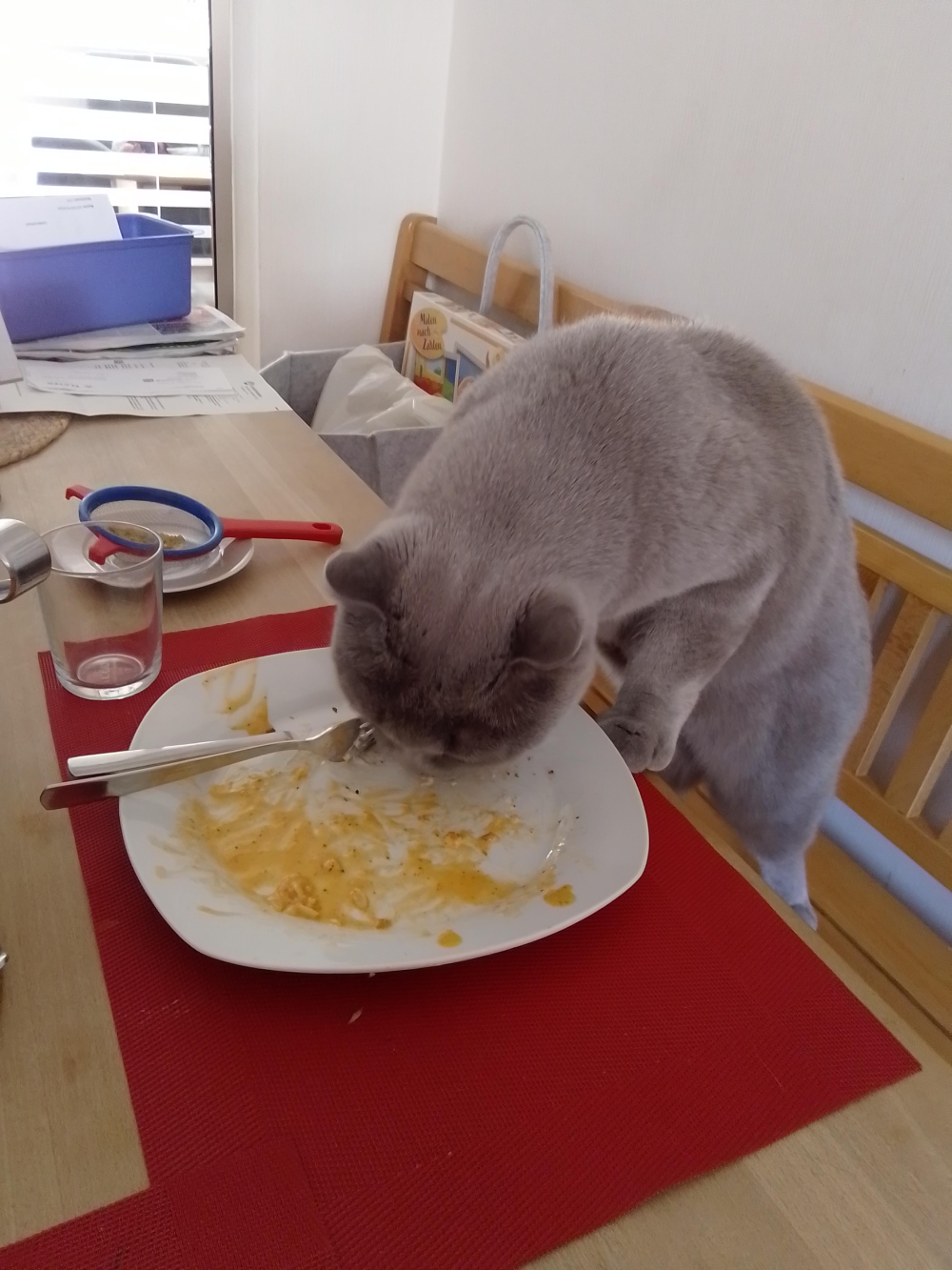 A gray cat standing on its hind legs at a table, eating from a plate with a fork resting on it.