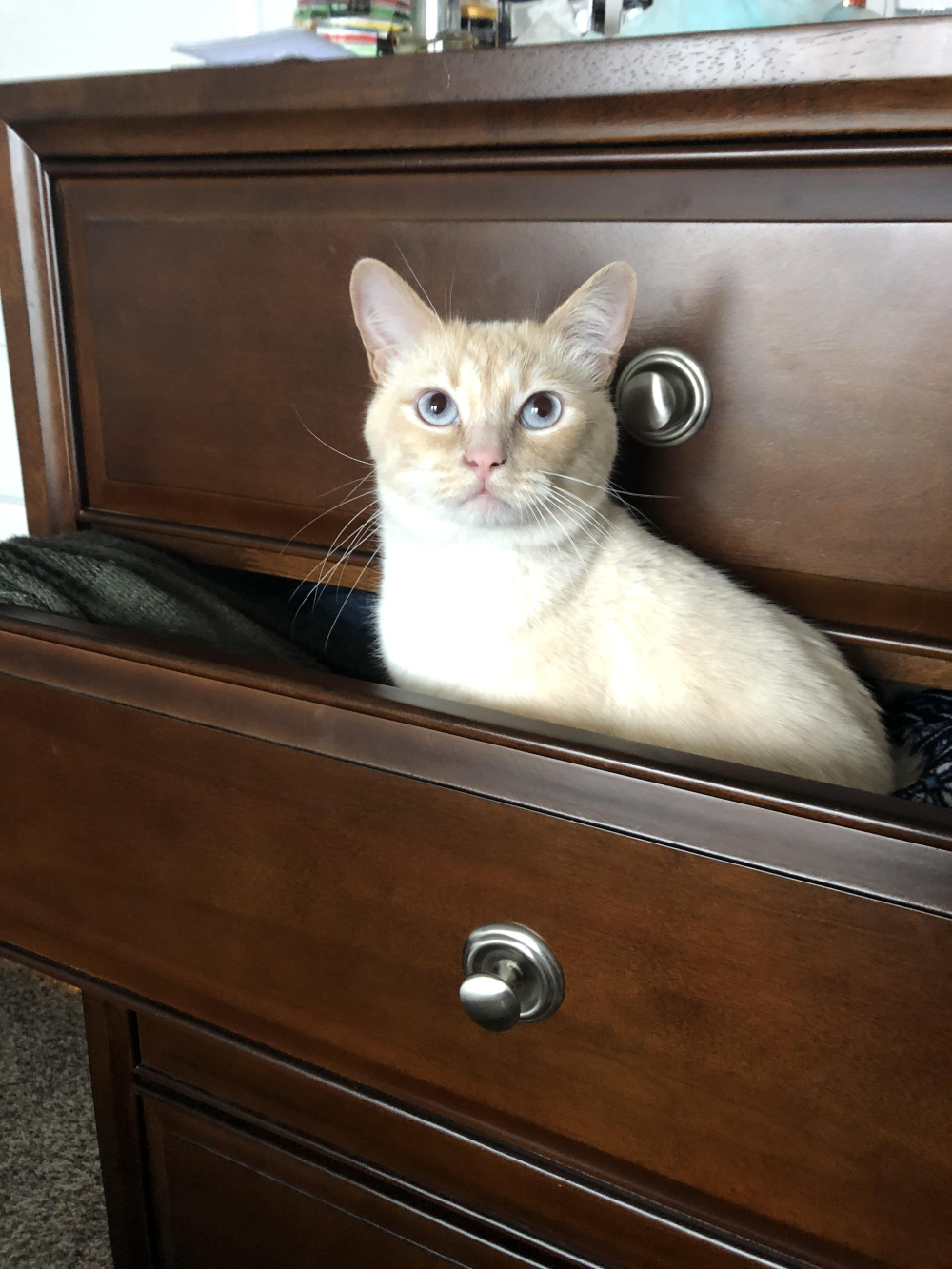 A light-colored cat with blue eyes sitting inside an open wooden dresser drawer.