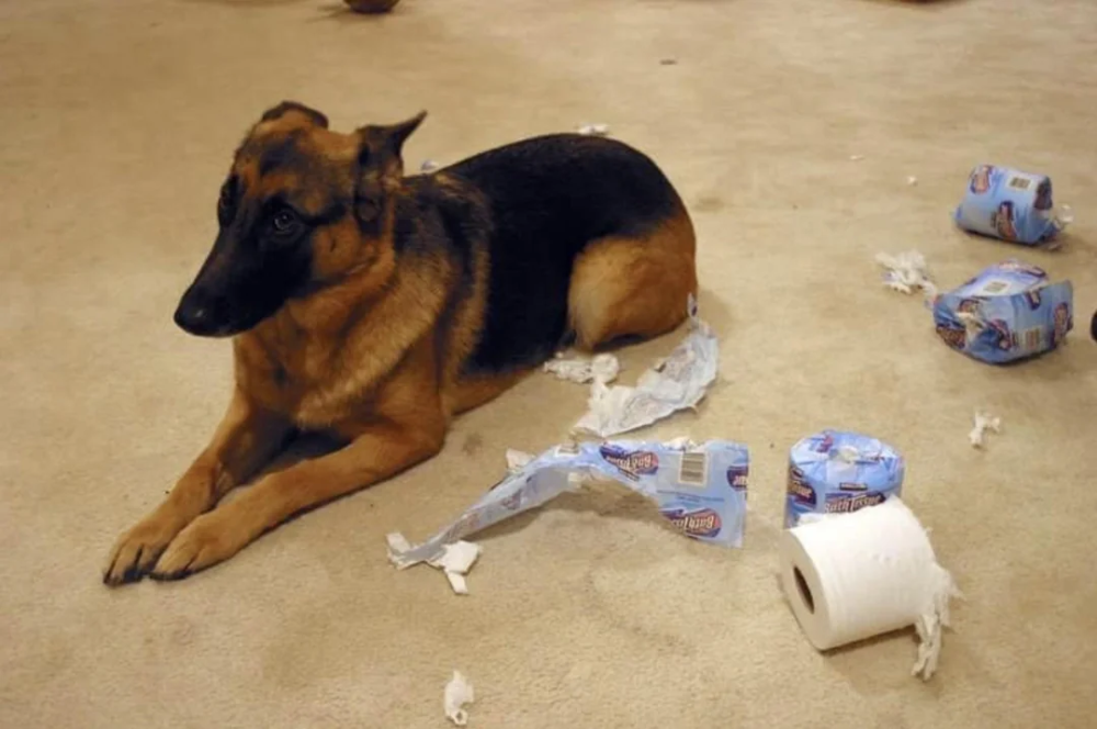 A German Shepherd lies on the floor surrounded by shredded rolls of toilet paper.