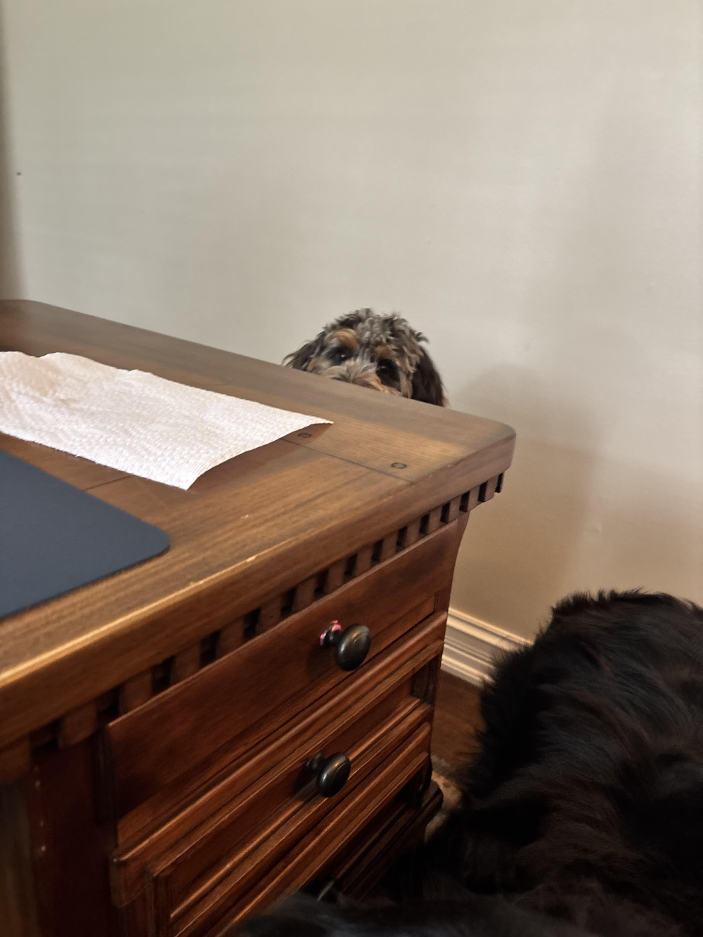 A small dog peeks over the edge of a wooden desk.