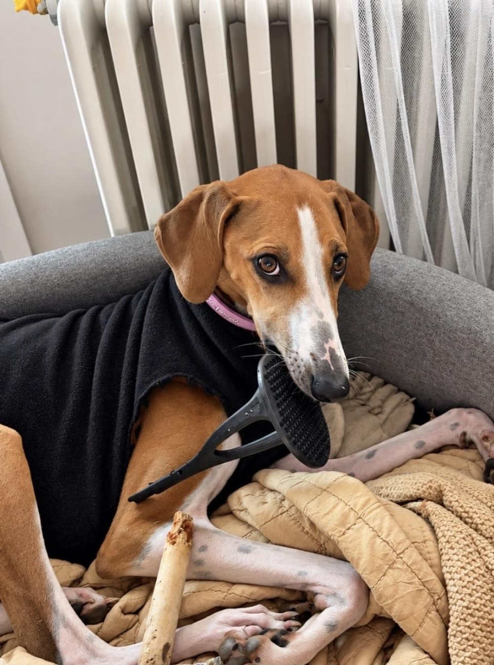 A brown and white dog wearing a black fleece sweater lies in a bed, holding a black rubber curry brush in its mouth.
