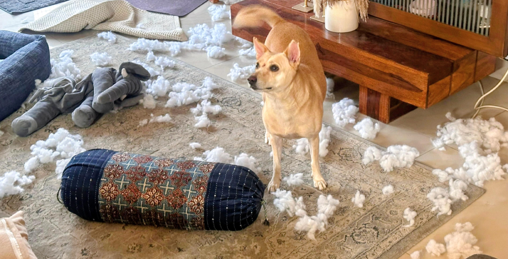 A tan dog stands on a rug covered in white stuffing torn from a destroyed pillow and a stuffed toy.
