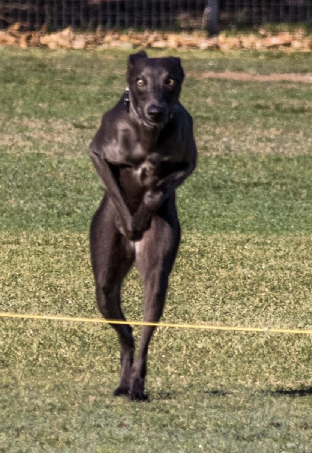 A dark-colored greyhound running upright on its hind legs across a grassy field.