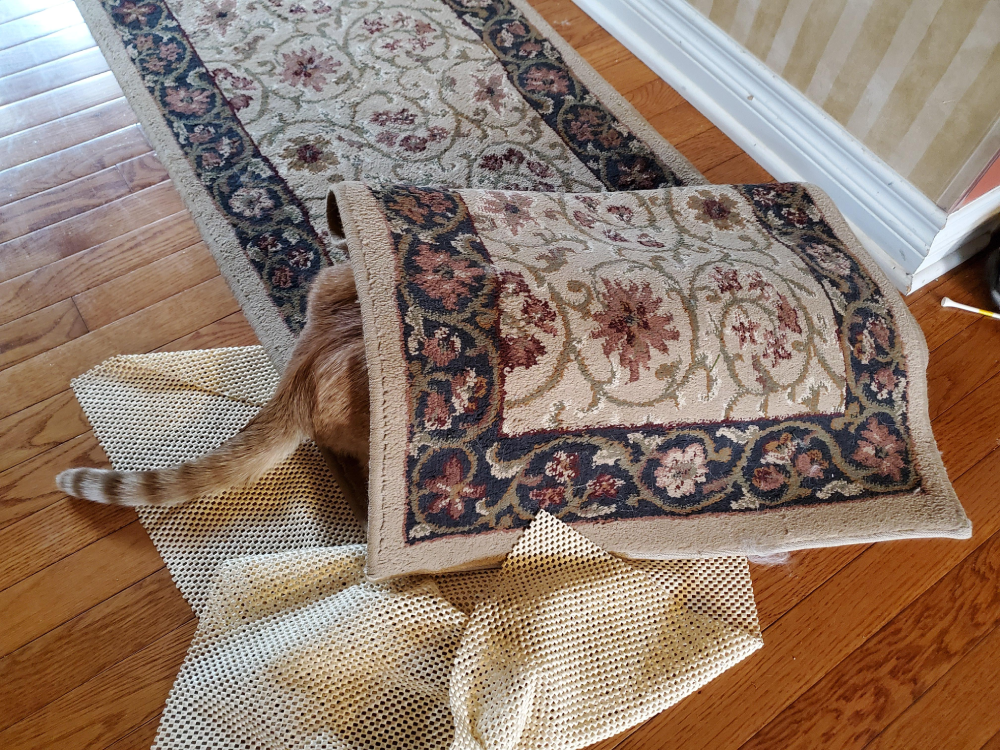 A cat hiding under a floral rug on a hardwood floor, with only its tail visible.