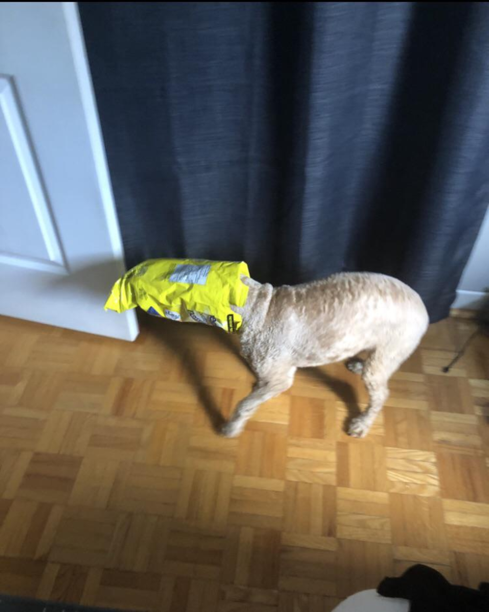 A light-colored dog walking with its head inside a yellow snack bag.