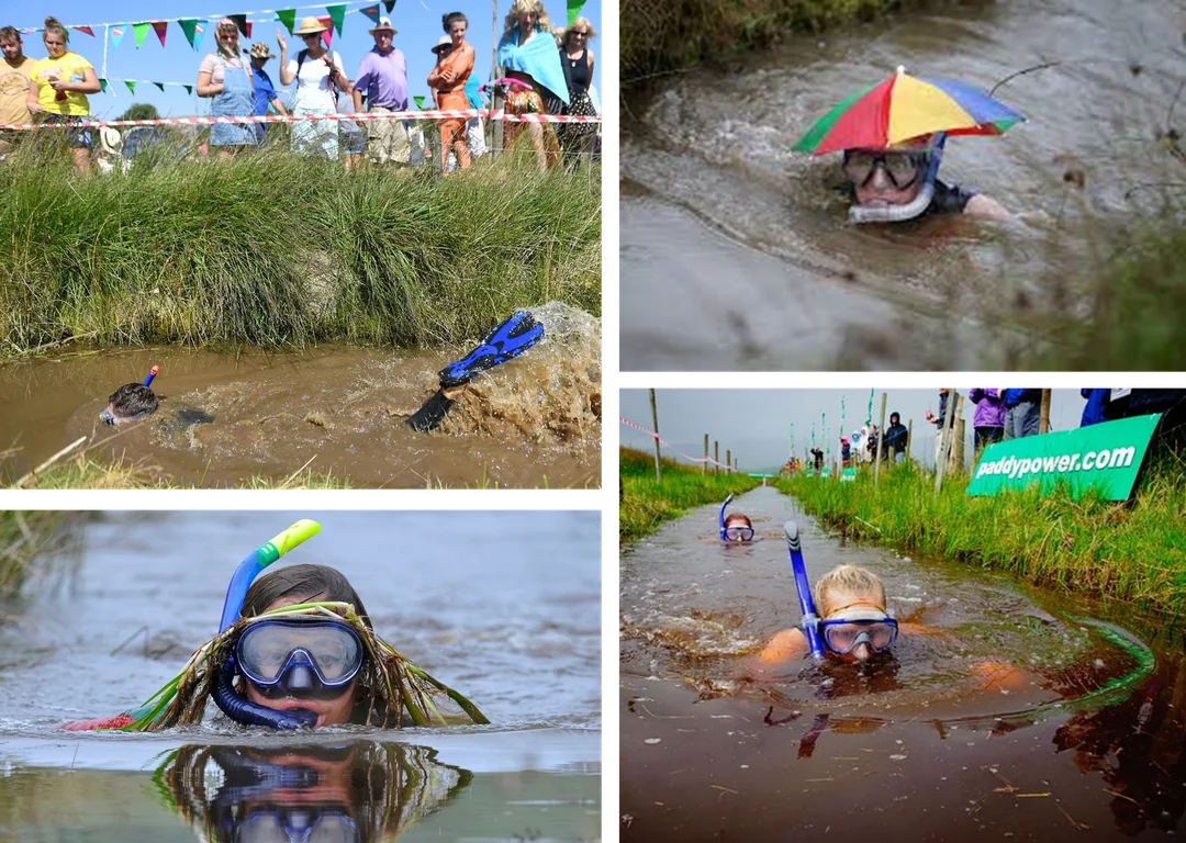 Four photos of participants in a bog snorkeling competition, wearing snorkels and masks while navigating a muddy water trench.