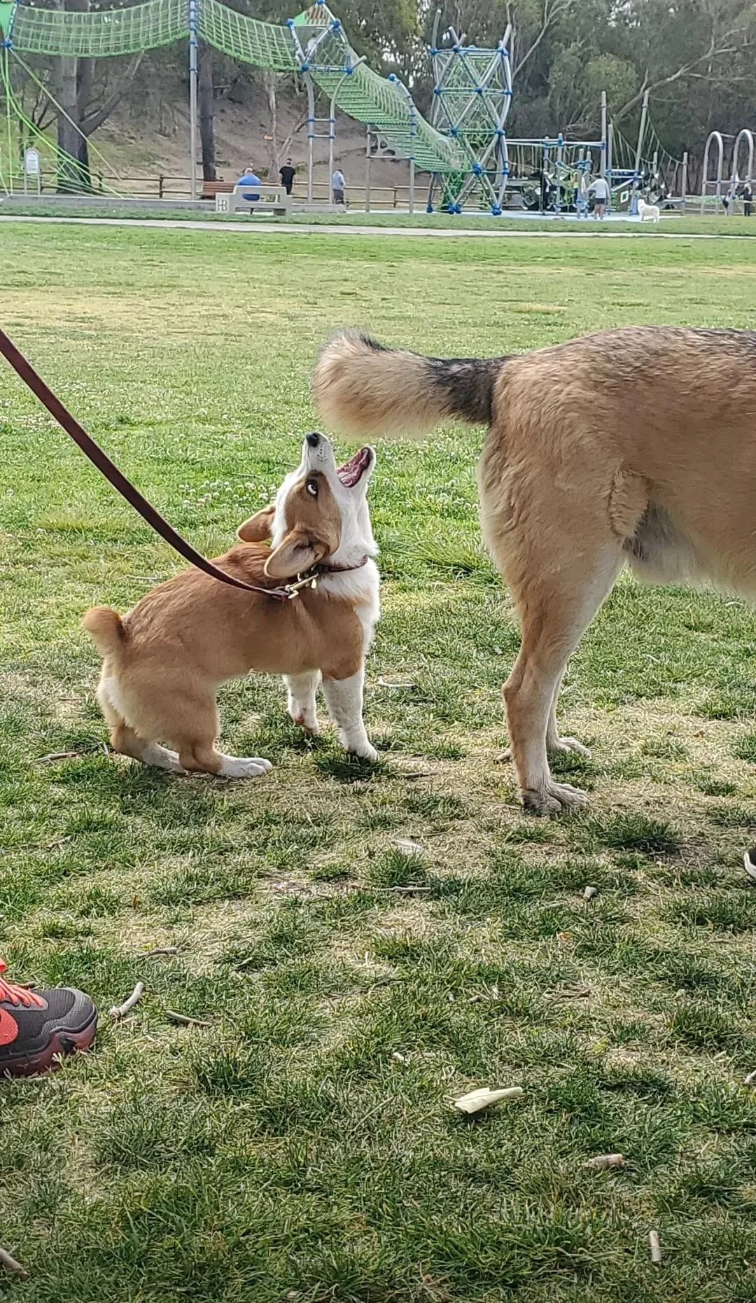 A small, leashed corgi looks up at a larger dog with its mouth open on a grassy park lawn.
