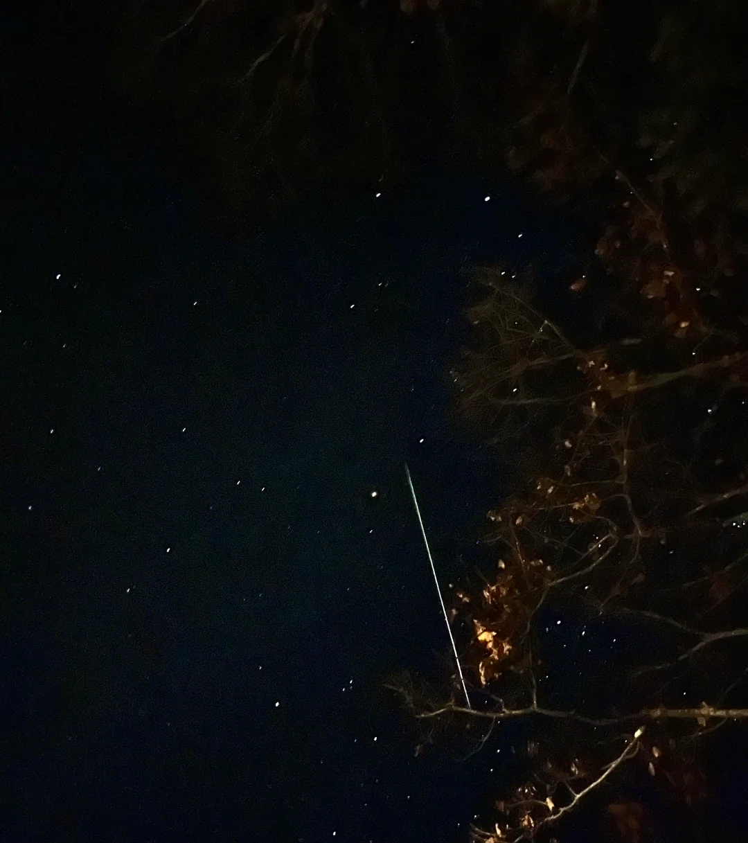 A bright meteor streak across a night sky next to silhouetted tree branches.