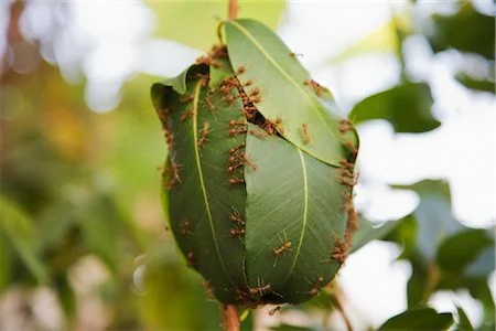 A nest made of green leaves held together by numerous small ants.